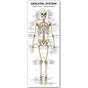 Life Size Skeleton Bones Named Poster 72 x 27 Inch Human Skeleton Poster for Classroom or Lab and Medical Office Shipped Crease-Free Posters Wall Decor for Students Teachers and Doctors, 72.1"L x 26.8"W