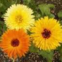 6 x 70+ Seeds Pot Marigolds Mix Calendula - Flower Multicolor