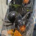 Large Halloween Artificial Flower Decorations, Spider and bat cuttings for Home, Office, Kitchen Decoration, Halloween Party SuppliesHalloween Indoor and Outdoor Party Decor Supplies