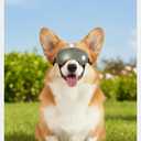 2 x Dog Goggles UV400 Protection,Ski Goggles for Large Breeds with Adjustable Strap, Dog Sunglasses with Comfort-Focused Frameless Design - UV-Resistant/Windproof/Snowproof for Running,Cycling (Sliver) (Medium, Silver)