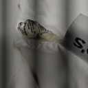 ROSGONIA Comforter Full Size for Girls Boys Teens White, 3pcs (1 Boho Comforter & 2 Pillowcases), Lightweight Dorm Bedding Soft All Season Bed Set