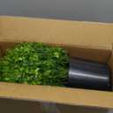 Set of 2 Artificial Boxwood Topiary Ball Trees - UV Resistant Faux Boxwood Potted Plants, Spring Summer Greenery Fake Bushes for Front Door Farmhouse Garden Porch Outdoor Decor