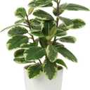 Briful Artificial Plants Mini Camellia Potted Fake Plants Small Faux Plastic Plants Desk Plant Artificial Flowers with Vase for Home Office Desk Kitchen Garden Indoor Decor (Style #3)