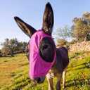 Mini Donkey Fly Mask with Ears Protection, Stretchy Mule Mask with Big Mesh Eye Covers, Soft on Skin, Comfortable Breathable Protection from Insects and Bugs