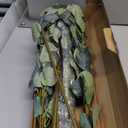 Beferr 6Pcs Artificial Eucalyptus Stems Greenery Stems 24" Tall Fake Plants Decor Faux Floral Stems for Vase Home Party Wedding Decorations