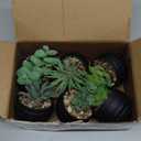 Der Rose Set of 6 Succulents Plants Artificial in Pots Small Fake Plants for Halloween Decorations Bedroom Living Room Office Shelf Black Bathroom Decor