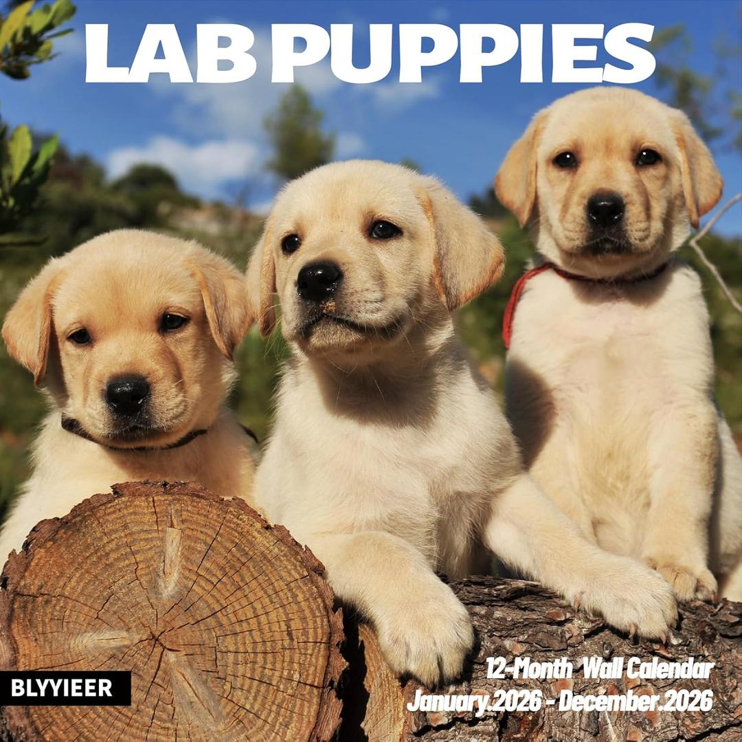 Lab Puppies 2026 Wall Calendar | 12" x 24" Open Hangable Monthly | Thick & Sturdy Paper | Cute Labrador Dog | Family Planner Calendar