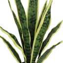 Ollain Artificial Snake Plant with Potted 23.6" Fake Plastic Sansevieria Faux Plants in Pot for Outdoor Window Box Verandah Planter Indoor Outside Home Garde Office Room Gardening Decoration