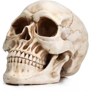 READAEER Resin Skull, Human Head Model for Home Decoration, Halloween Statue, Skull Model for Bookshelf and Desktop (White)