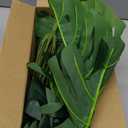 RECUTMS Artificial Palm Tree Leave Plants Faux Large Tropical Monstera Turtle Leaf Indoor Outdoor UV Resistant Fake Plant Greenery Hawaiian Luau Jungle Beach Party Home Garden Spring Summer Decoration