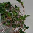 Sggvecsy 43 6Pcs Artificial Ficus Branches Faux Leaf Spray Green Eucalyptus Branches Artificial Greenery Stems Fake Ficus Twig Plants for Home Office Wedding Vase Filler Shop Decoration