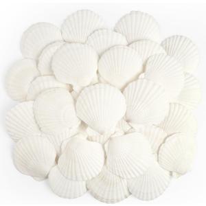 Jangostor 20 PCS Scallop Shells Natural Seashell, 2.3" to 3.5" White Scallop Shells Large Seashells for Crafts Wedding Decor Beach Theme Party, Fish Tank and Vase Filler
