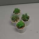 Der Rose Set of 4 Succulents Plants Artificial Mini Fake Succulents Plants for Office Desk Accessories for Women Home Decor(Green)