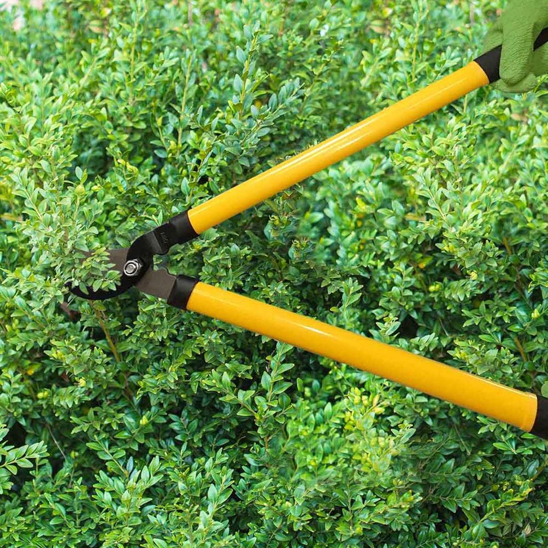 Centurion, gardening tools, yellow