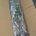 7ft Faux Olive Tree - Fake Potted Olive Silk Tree with Planter Natural Olive Branches and Realistic Leaves Artificial Tree for Home House Office Decor Indoor