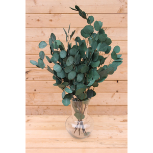 Preserved silver dollar eucalyptus, silver dollar eucalyptus, burgundy, green, blue eucalyptus for garlands, greenery for weddings