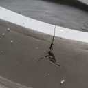 Kante 18 Inch Dia Round Concrete Planter, Indoor Outdoor Large Plant Pot with Drainage Hole and Rubber Plug for Home Patio Garden, Weathered Concrete