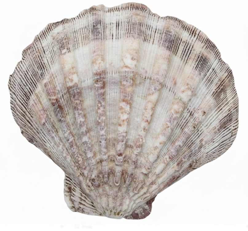 3 Pcs Large Scallop Shells 4-5 inch Natural White Scallop Shells from Sea Beach for DIY Craft Decor