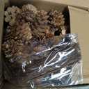 168 Pcs Natural Mini Pine Cone Kit with Brown Iron Wires for DIY - 0.6"-1.2" Small Pinecones Ornaments Bulk for Crafts, Vase Filler, Wrap, Fall, Wedding, Home (Natural)