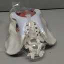 Female Pelvis Model with Pelvic Floor Muscles Perineal Model Female Anatomy Model 1:1 Life Size Human Skeleton Medical Science Educational Equipment Anatomy Medicine