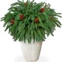 120Pcs Christmas Norfolk Pine Branches with Pine Cones,Realistic Norfolk Pine Stems Artificial Pine Branch Christmas Greenery Picks Needles Sprigs for Vase DIY Craft Xmas Wreath Garland Home Decor