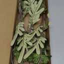 Floroom 5pcs Olive Green Faux Silk Mums Artificial Flowers, Bulk Fake Small Mini Chrysanthemums with Stems for DIY Wedding Centerpieces Floral Arrangements Vase Fillers Home Decorations