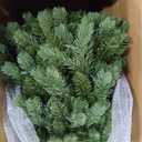 National Tree Company 10 ft Pre-Lit Downswept Douglas Fir Artificial Christmas Tree, 1,000 Clear Lights, 3,933 Tips, Includes Stand, Green