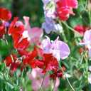 9 x 20+ Seeds Fragrant Sweet Pea Mix - Flower Multicolor