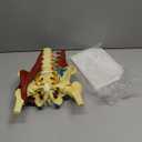Lumbar Spine Model with Nerves, Female Pelvis Model Anatomy 1:1 Life Size Nerves Hip Joint Muscle Model Removable Movable Femur Heads Product Manual Card for Medical Education Study