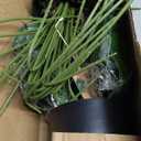 Der Rose 28'' Fake Plants Large Artificial Plam Tree and Faux Dishgyi Plants Indoor Tall for Room Home Bathroom Farmhouse Outdoor Decor