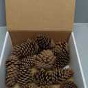 15 PCS Rustic Pine Cone Decorations - Large, Medium and Mini Sizes for Table, Tree and Home Decor