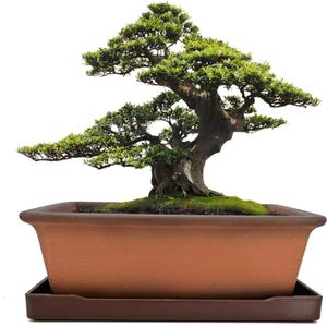 MUZHI Decorative Ceramic Bonsai Planter Pot 8.5 Inch with Tray, Breathable Unglazed Rectangle Terracotta Clay Pot for Tree Succulent Cactus Indoor Outdoor Red Brown