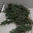 Giegxin 12 Pcs 27.6'' Artificial Christmas Norfolk Pine Branches Real Touch Norfolk Pine Picks Filler Faux Cedar Stem Fake Greenery Picks for Christmas Vase DIY Garland Wreath Home Decoration