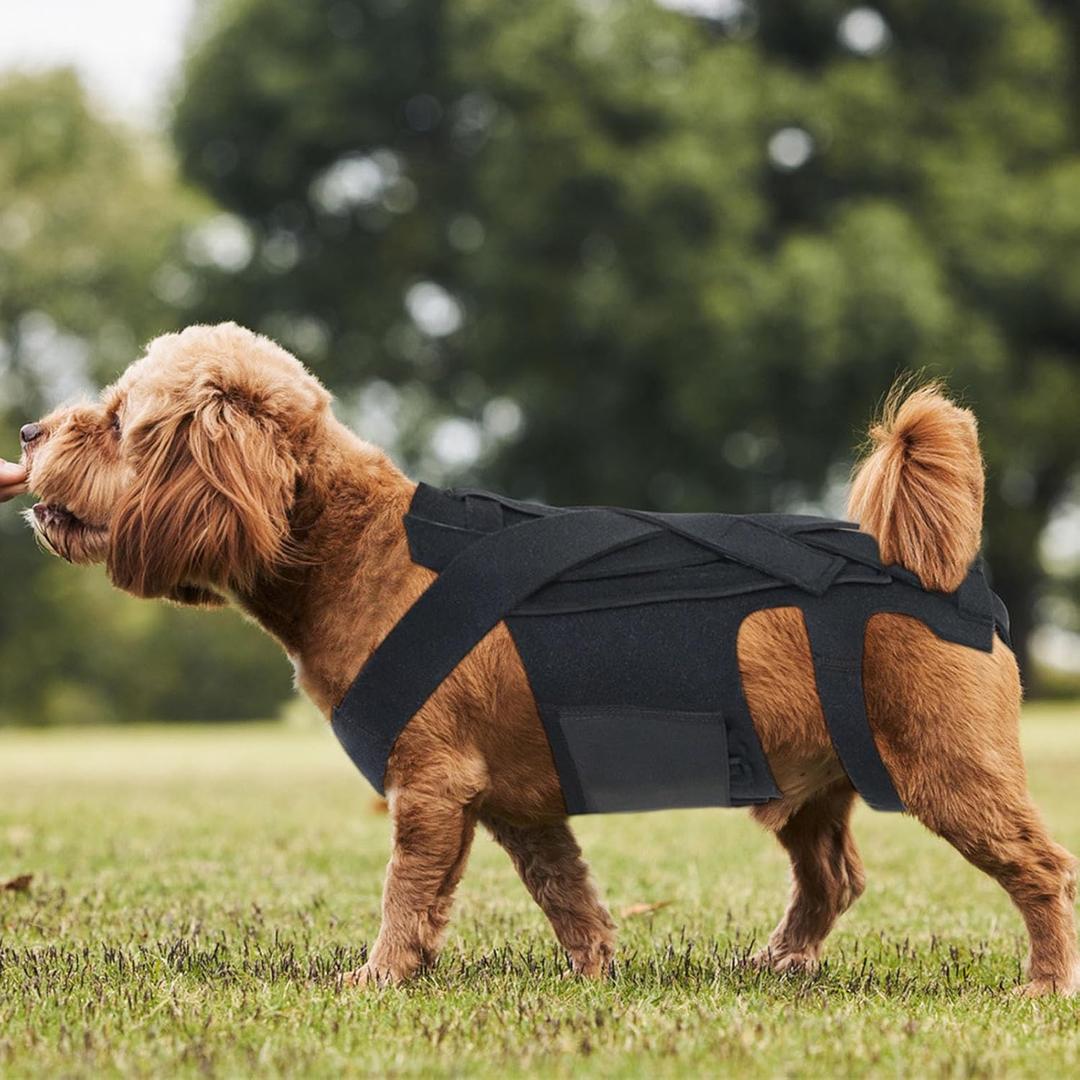 Dog Back Brace, Pet Back Support Vest Back Bracer for Dachshunds, Corgis et al Other Dogs IVDD Arthritis, Herniated Disc, Spinal Recovery (M)