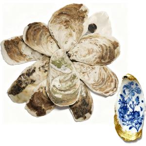 20pcs Flat Oyster Shells,Medium Oyster Shells for Crafts 3"-4" Natural Oyster Shells Bulk, for Home Vase Filler,DIY Arts Crafts Sea Shells