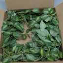 HyeFlora 5PCS Artificial Eucalyptus Leaves Stem Plants for Spring Decor, 32.7 inch Fake Leaves Greenery Branches Green Shrubs Silk Faux Foliage DIY Stems for Festival Home Kitchen Farmhouse(Green)
