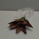 JUSTOYOU Large Artificial Succulents Aloe Plants Real Touch Fake Flowers Unpotted for Home Wedding Festival Arrangement (1, Green-Red)