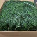 20"x20" (24 Pieces) Artificial Green Boxwood Hedge Screen Panels | UV-Protected Privacy Screen Panel, Faux Grass Wall, Indoor Outdoor Green Covering, Patio/Balcony/Garden/Backyard Art Decor