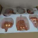 6 Pack Light Up Glass Pumpkin with Timer Fall Decor, Orange