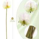 8PCS 22.8inch Anthurium Artificial Flowers White Faux Silk Anthurium Real Touch Flower Faux Floral Arrangement for Vase Table Centerpieces Wedding Garden Home Decoration (White)