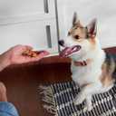 Nutrish Savory Roasters Chicken Recipe Premium Dog Treats, 30 oz. Pouch (Rachael Ray) (1.88 Pound (Pack of 1))