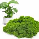 Aspamms Fake Green Moss for Potted Plants Indoor, 7oz Artificial Moss for Crafts, Faux Moss Decor for Fairy Garden, DIY Decorative, Model Making, Walls, Glass Containers, Home