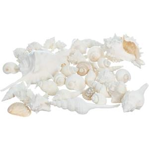 Nautical Crush Trading Seashells - White Real Mixed Beach Seashells (1lb) Shells for Crafts Ocean Decor Beach Party Decorations Seashell Decor  Large Shells Crafts