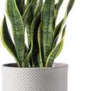 8 Inch Plant Pots: Ceramic Planter with Drainage Hole & Saucer - Flowerpot for Indoor & Outdoor Plants - Beaded Embossed Design White - with Separate Tray