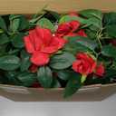 35 ft 6 Pack Valentine Rose Silk Flower Garland Hanging Artificial Flowers Decoration Floral Decor Rose Vines Floral Garlands for Indoor Outdoor Wedding Wall Birthday Party(Valentines)