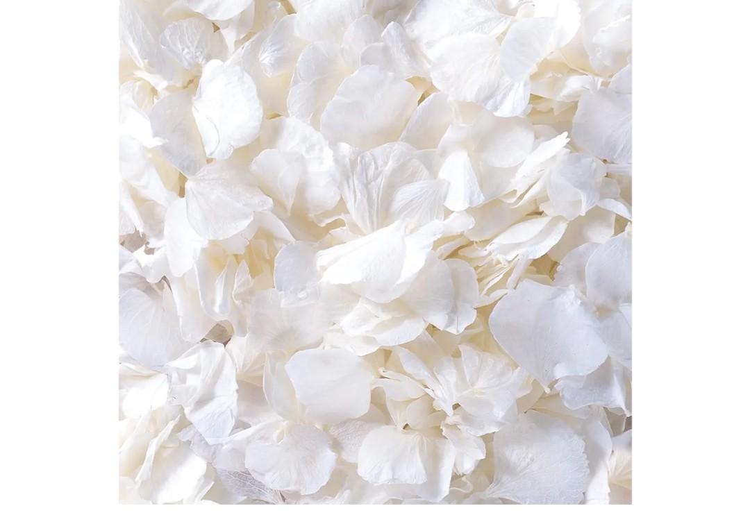 4500Pcs Ivory White Dried Hydrangea Flower Petals - 100% Natural Real Off-White Flower Petals for Wedding Confetti, Flower Girl Basket, Shower Party, DIY Crafts (3.17oz)
