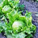 5 x Seeds Crisphead Lettuce Iceberg Green Salad Buttercrunch Heirloom Vegetable Non GMO, BBD 2029