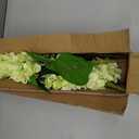 3PCS Fake Flowers Hydrangea Artificial Flowers 28" Long Stem Green Faux Flowers for Vase, Real Touch Silk Flowers Dcor for Floral Arrangement Home Farmhouse Office Hotel Decoration