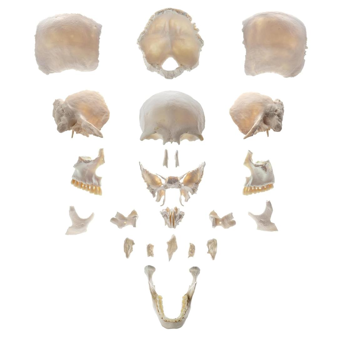 22 Partially Detachable Human Skull Model, Life Size Skull Model with Detailed Product Manual, Suitable for Medical Teaching, Orthopedic Research, Student and Doctor Training