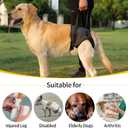 HEYWEAN Dog Sling for Large Dogs Hind Leg Support Harness Ideal for Elderly Injured Arthritic Dogs Provides Rehabilitation Aid for Weak Back Legs Comfortable and Durable Design, XL